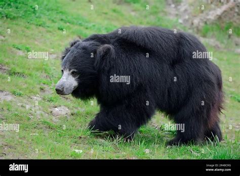 Sloth Bear Melursus Ursinus Ursus Ursinus Stock Photo Alamy