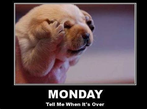 Monday Dog Humor