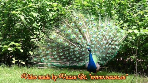 Az állatok különleges körülmények között tekinthetők meg, a szakemberek lehetőség szerint. Nyíregyháza Állatkert, Nyíregyháza Állatpark, Nyíregyháza ...