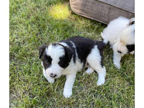 Purebred Border Collies For Adoption Portland Puppies For Sale Near Me