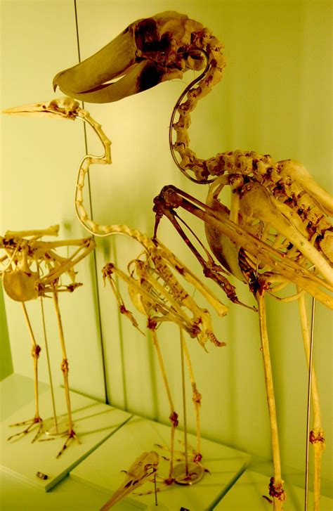 Large Bird Skeletons From The Naturhistorisches Museum In Flickr