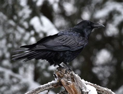 Common Raven On A Snowy Day Snowy Day Snowy Raven