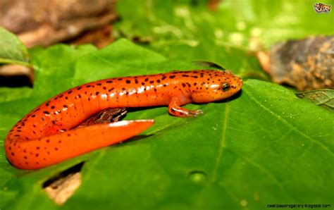 Amphibians Wallpapers Gallery