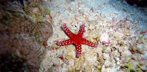 Awesome A Picture Of A Starfish Decor And Design Ideas In