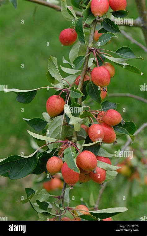 Cultivated Crabapple Malus Sp John Downie Red Fruit On Tree In