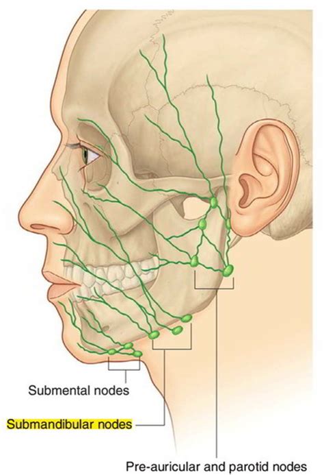 Ear Anatomy And Physiology