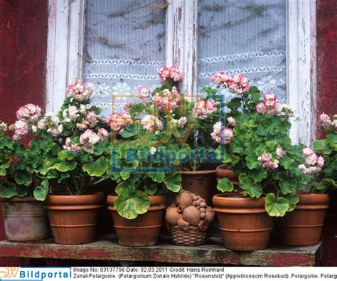 Details 'apple blossom rosebud' is a compact rosebud type to 30cm in height, with clusters of very double, white centred pink flowers. Details zu #0003137796 - Duftpelargonie (Pelargonium ...