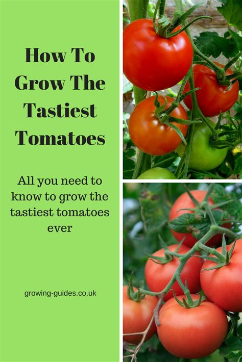 How To Grow The Tastiest Tomatoes Growing Guides