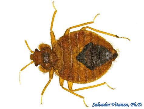 Hemiptera Heteroptera Cimicidae Cimex Lectularius Common Bed Bug H