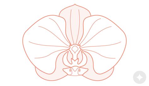 Vulva Anatomy A Complete Guide To Female External Genitalia Le Wand