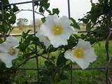 Photos of Fragrant White Flower Bush