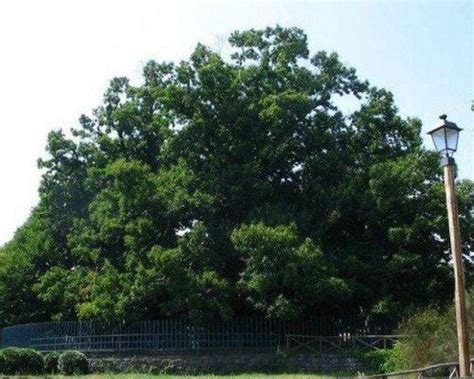 Pokok Cedar Owen Parr