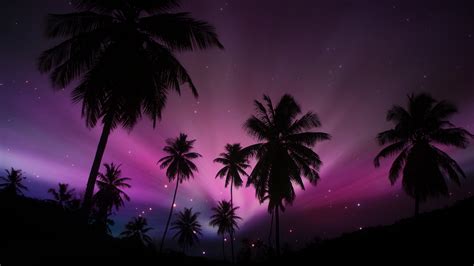 Palm Tree Backgrounds Pixelstalknet