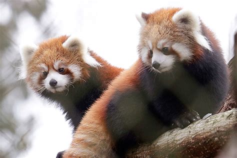 Seattle Zoo To Debut Twin Red Panda Cubs