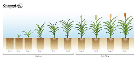 Stages Of Grain Sorghum Development After Emergence