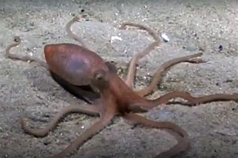 This Just In Octopuses Sometimes Sucker Punch Fish Out Of Spite