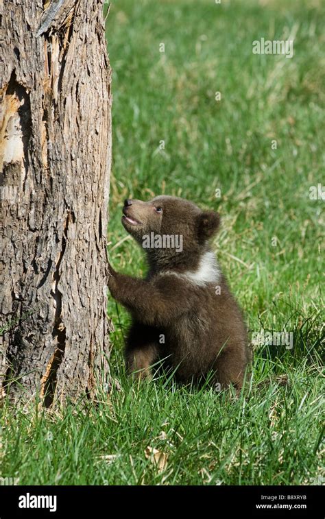 Grizzly Bear Cub Ursus Horribilis Against Tree Controlled Conditions