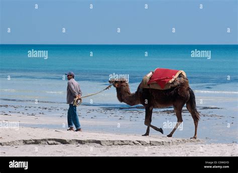Camel Riding Plage De Sidi Mahres Djerba Tunisia Stock Photo Alamy