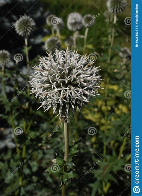 The Characteristic Spiky Ball Flowers Dandelions In Obihiro Japan Stock