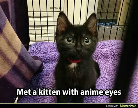 Anime Kitten Cute Cat Memes Anime Kitten Kittens Cutest