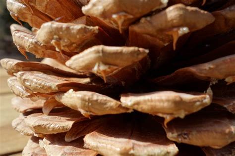 Ehrman mansion is one of the most beautiful historic summer homes on lake tahoe and is open for. Ed Z'berg - Sugar Pine Point State Park