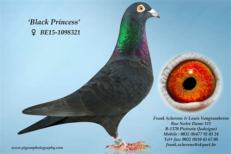 Customize your pigeon logo design. iPigeon.com - Racing Pigeon Auction