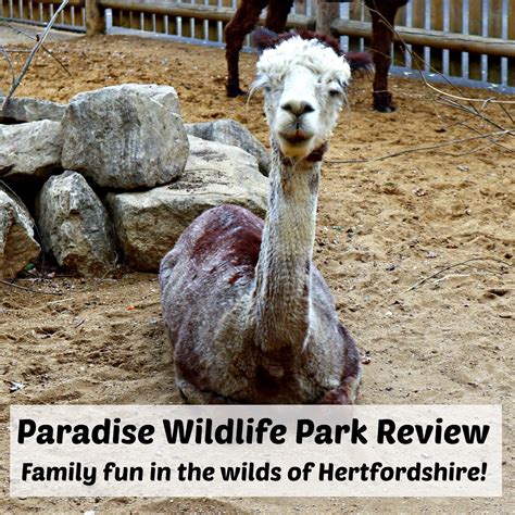 Paradise Wildlife Park Review The Parent Game