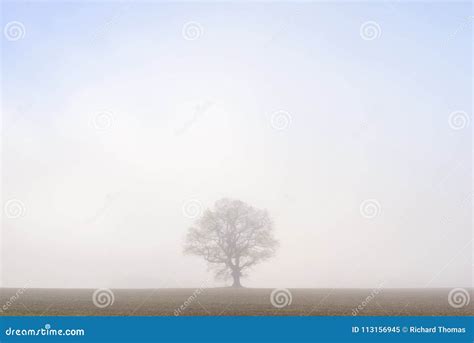 Lone Oak Tree In Misty Field Stock Image Image Of Branches Blue
