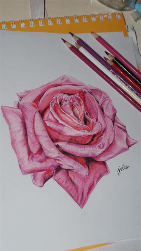 Pink Rose Color Pencil Drawing By Mjforyou On Deviantart