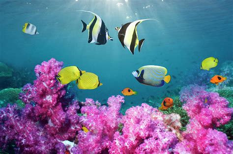 Tropical Reef Fish Over Soft Corals By Georgette Douwma