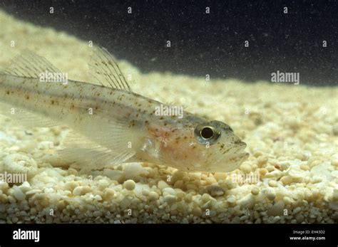 Marine Gobies Hi Res Stock Photography And Images Alamy