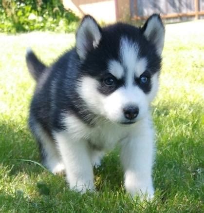 Siberian huskies are not recommended for apartment living and are now, here are the perks of having siberian husky puppies at home and watching them grow into. Siberian Husky Dog Price
