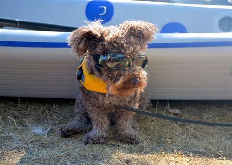 Doggles Ils Dog Goggles Review