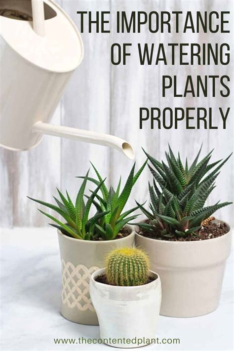 Watering Plants Properly The Contented Plant