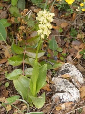 Orchis galilaea (Bornm. & M.Schulze) Schlechter | Flora of Israel Online