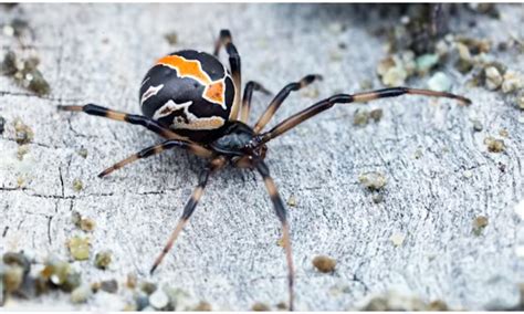 Most Dangerous Venomous Spiders Of The World S Page Of Top Trending