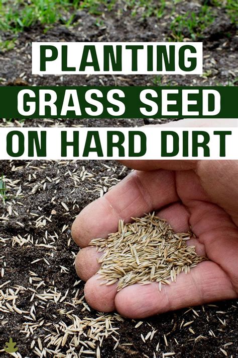 How To Plant Grass Seed On Hard Dirt Home For The Harvest