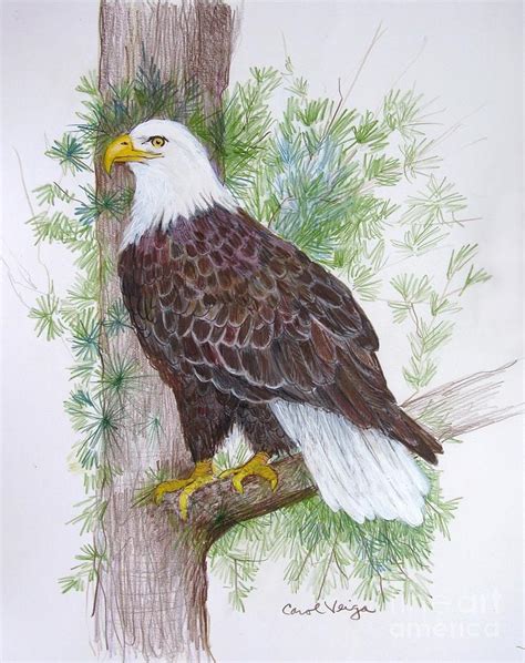 Bald Eagle Drawing By Carol Veiga Fine Art America