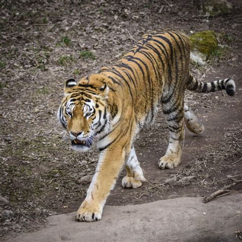 The Siberian Tiger Panthera Tigris Tigris Also Called Amur Tiger