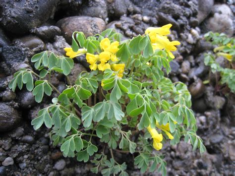 Geschikt voor aanplant onder bomen op voedzame grond, donkergeel, rijkbloeiend. Gelber Lerchensporn · Corydalis lutea · Die Pflanzenwelt ...