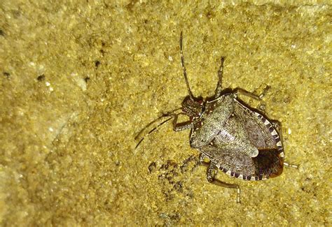 Brown Marmorated Stink Bug Whats That Bug