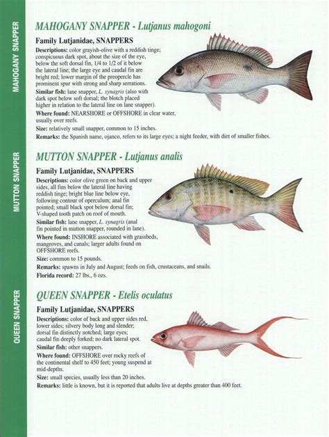 Crystal River Fishing Report Florida Gulf Fish Identification Charts