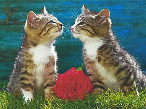 Two Kittens Kissing With A Rose Hd Desktop Wallpaper Widescreen