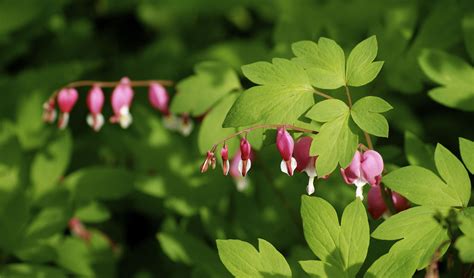 Once our third (and newest) bleeding heart vine with. Pink Bleeding Hearts (With images) | Garden plants ...