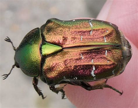 Rose Chafer Beetle Identification Life Cycle Facts And Pictures