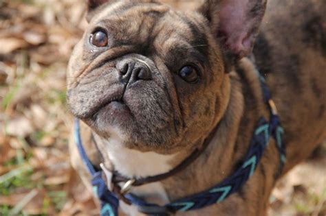 Pin by ♥French bulldog my life♥ on french bulldog life | Bulldog, French bulldog, Animals