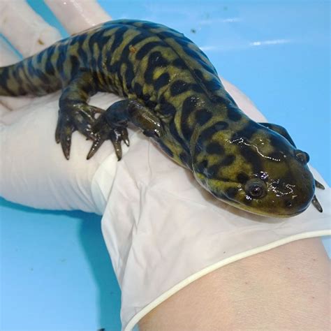Tiger Salamanders Adult Sized