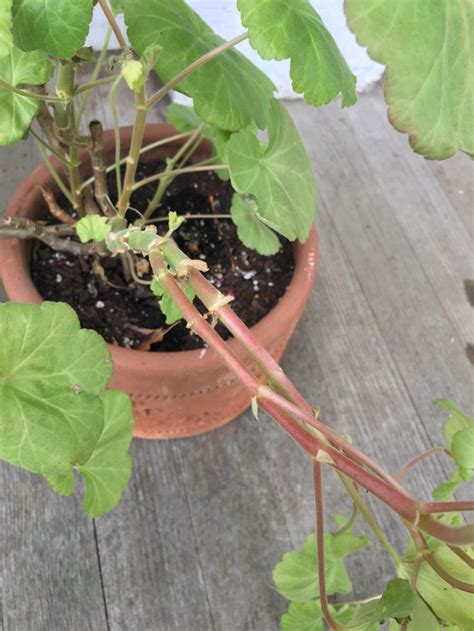 Parts Of My Geranium Are Turning Red What Does This Mean Geraniums