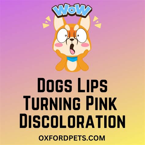 11 Reasons Why Dogs Lips Turning Pink Pink Discoloration Oxford Pets