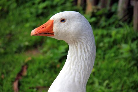 Free Picture Goose Plumage Animal Photography Bird